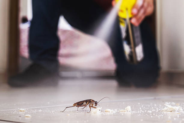 Wasp Removal Services in Twisp, WA